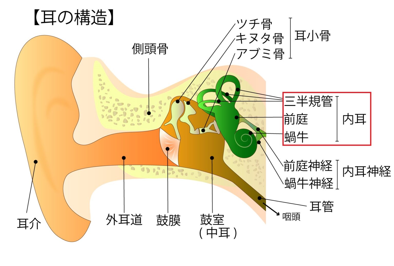 内耳とは?|東京駅前鍼灸院|東京駅徒歩4分・日本橋駅2分 内耳とは?|東京駅前鍼灸院|東京駅徒歩4分・日本橋駅2分